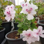 Duft-Pelargonie Dainty Maid