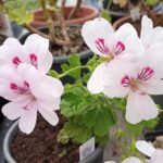 Duft-Pelargonie Dainty Maid