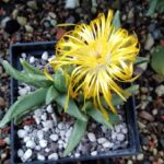 Faucaria albidens