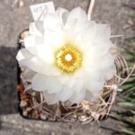 Gymnocalycium archirasense