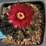 Gymnocalycium baldianum