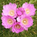 Gymnocalycium horridispinum