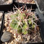 Gymnocalycium hypopleurum v. ferox