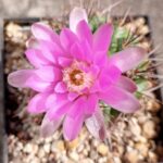Gymnocalycium neuhuberi