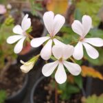 Pelargonium Dimeierii Rems