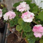 Pelargonium Petite Blanche
