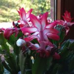 Schlumbergera durchscheinende Blüten