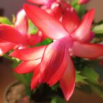 Schlumbergera mehrfarbig