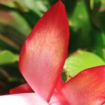 Schlumbergera filigran