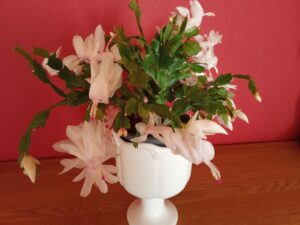 Schlumbergera stilvoll arrangiert