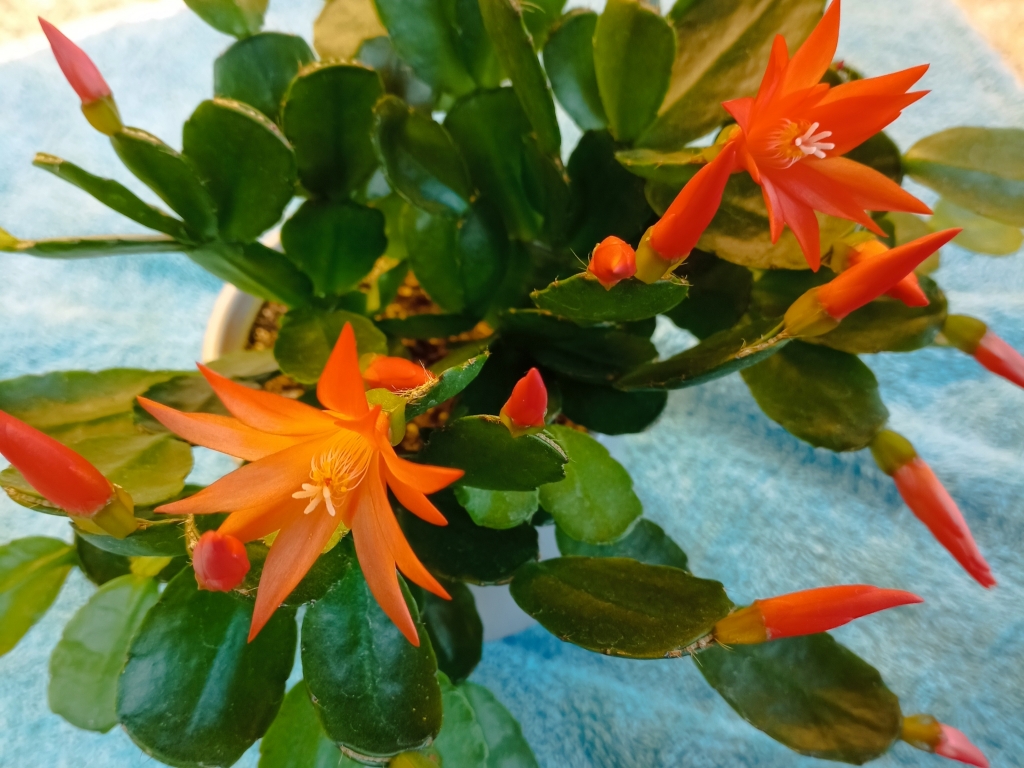 Osterkaktus  Hatiora X graeseri Hybriden  Kaktus-Fieber