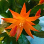 Osterkaktus orange Blüte