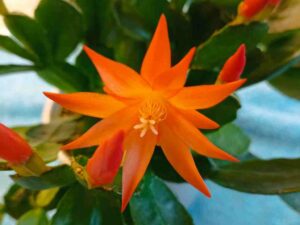 Osterkaktus orange Blüte