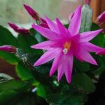 Osterkaktus pink