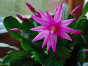 Osterkaktus pink