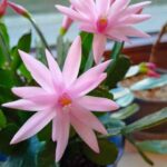 Osterkaktus rosa