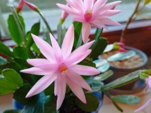 Osterkaktus rosa