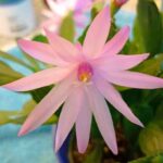 Radiäre Blüte der Hatiora