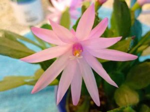 Radiäre Blüte der Hatiora