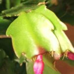 Schlumbergera Blatt mit Einbuchtungen