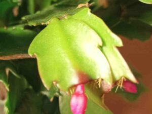 Schlumbergera Blatt mit Einbuchtungen