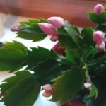 Schlumbergera Triebform im Vergleich