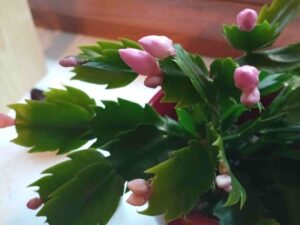 Schlumbergera Triebform im Vergleich