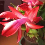 Zygomorphe Blüte der Schlumbergera