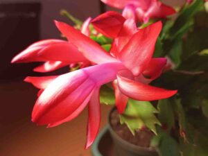 Zygomorphe Blüte der Schlumbergera